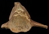 Mosasaur (Platecarpus) Caudal Vertebra - Kansas #49866-2